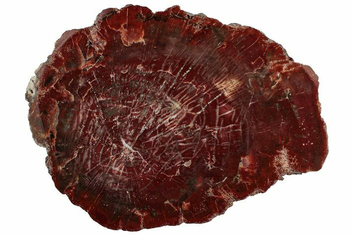 Vibrant Red Petrified Wood (Araucarioxylon) Round - Arizona #307976